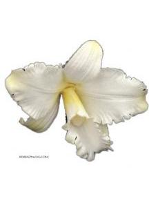 Blanco Blanco