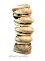 ZAS robapinzas.com | Pulsera de conchas sobre base de madera