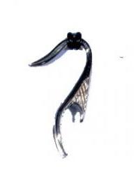 Pendientes dilataciones de acero quirúrgico de 2-3mm de grueso en varias formas y tallados, para comprar al por mayor o detalle.[PIAC02]